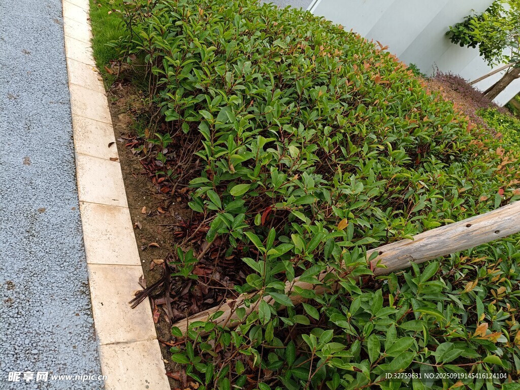 路边绿植景观