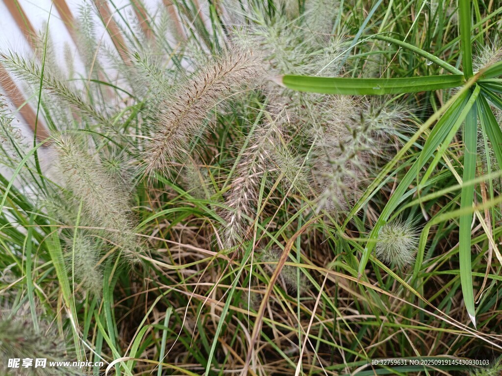 摇曳的芦苇与翠绿植物
