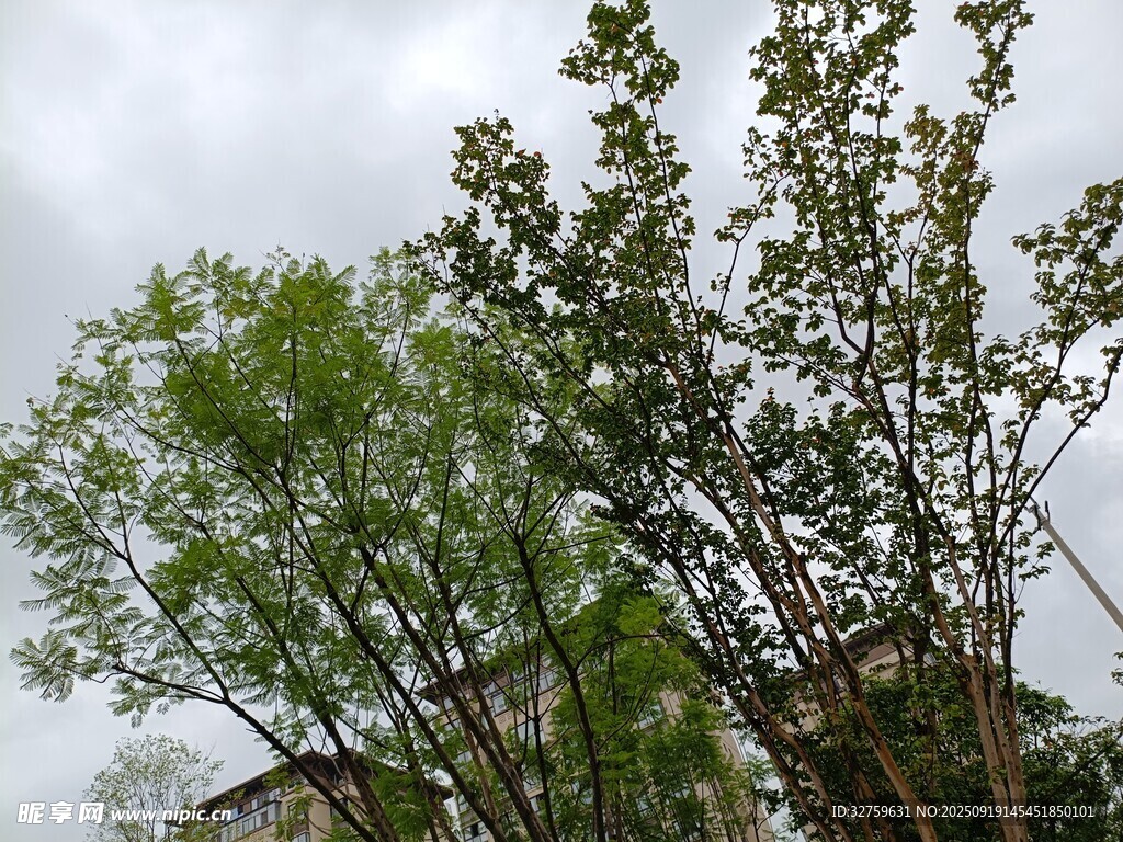 绿树成荫的自然景象