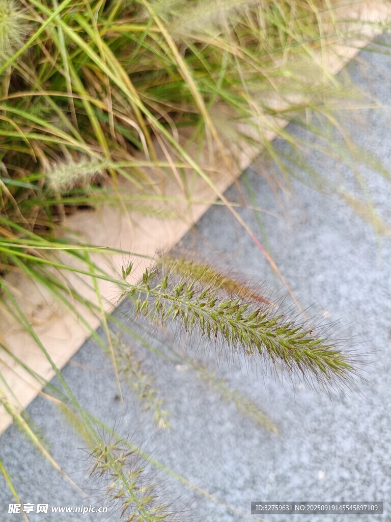 路边的狗尾草