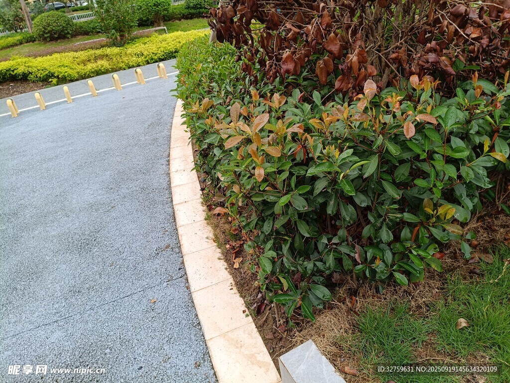 蜿蜒小径旁的绿植景观