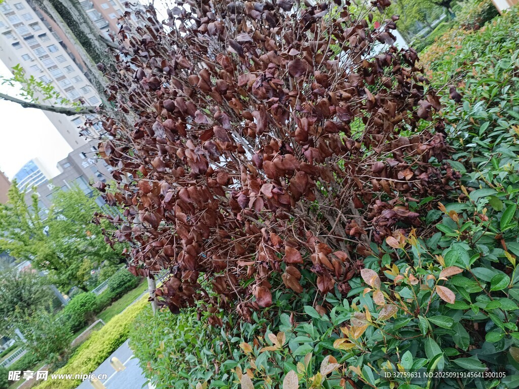 紫叶灌木景观