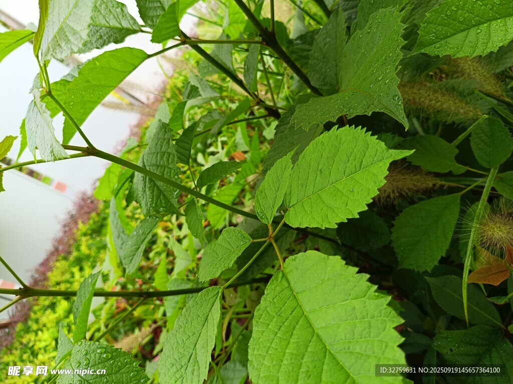 绿叶植物特写
