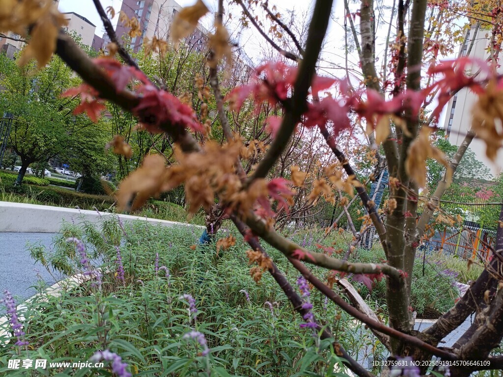 秋日红
