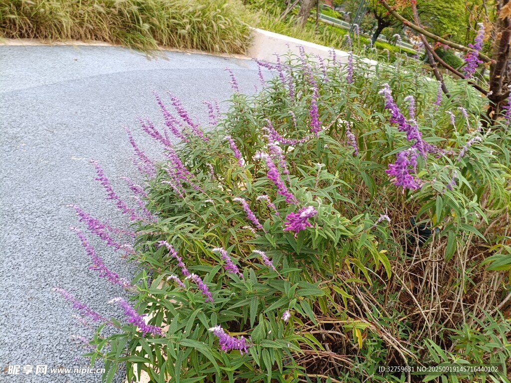 路边紫色花卉绽放