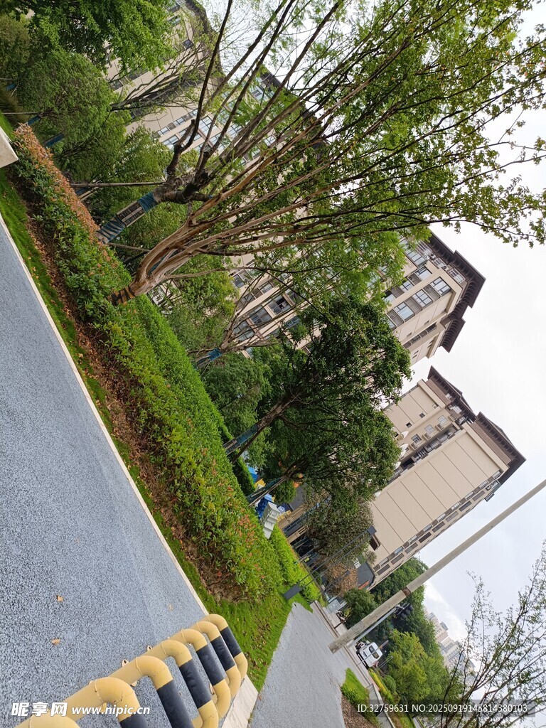 小区道路旁的绿植与建筑