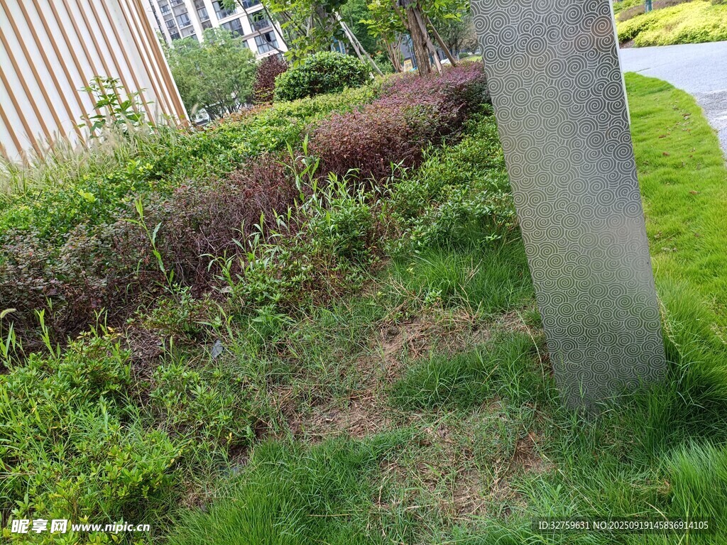 路边绿植景观