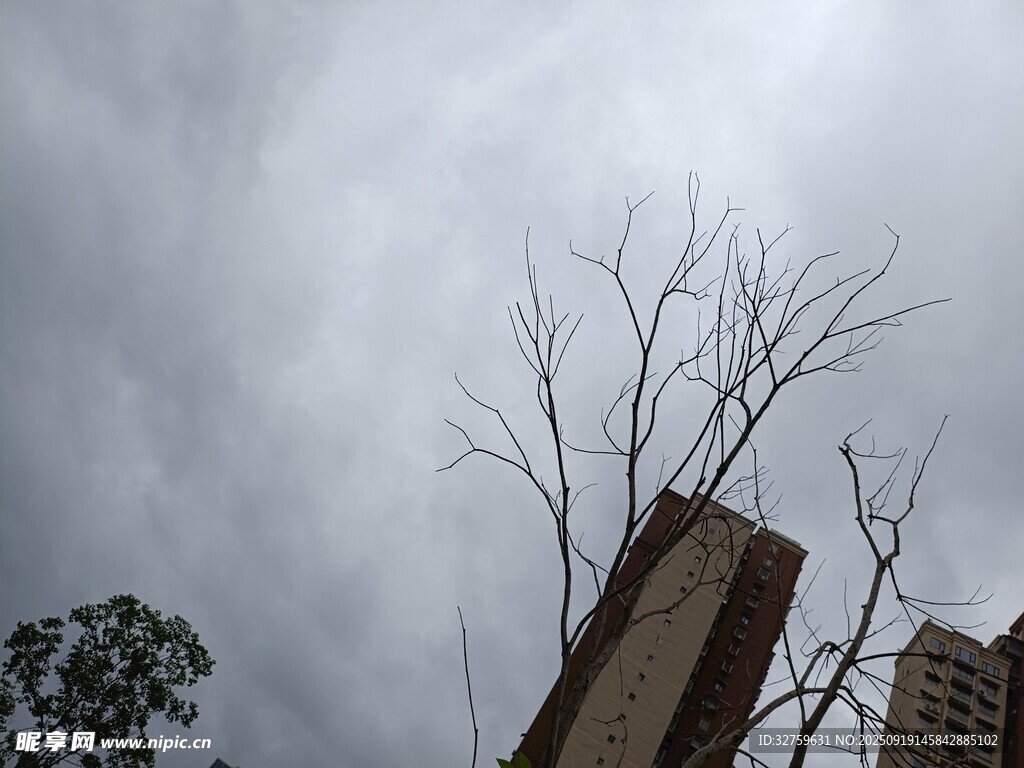 枯树旁的阴沉天空