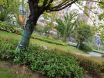 城市中绿意盎然的园林景观