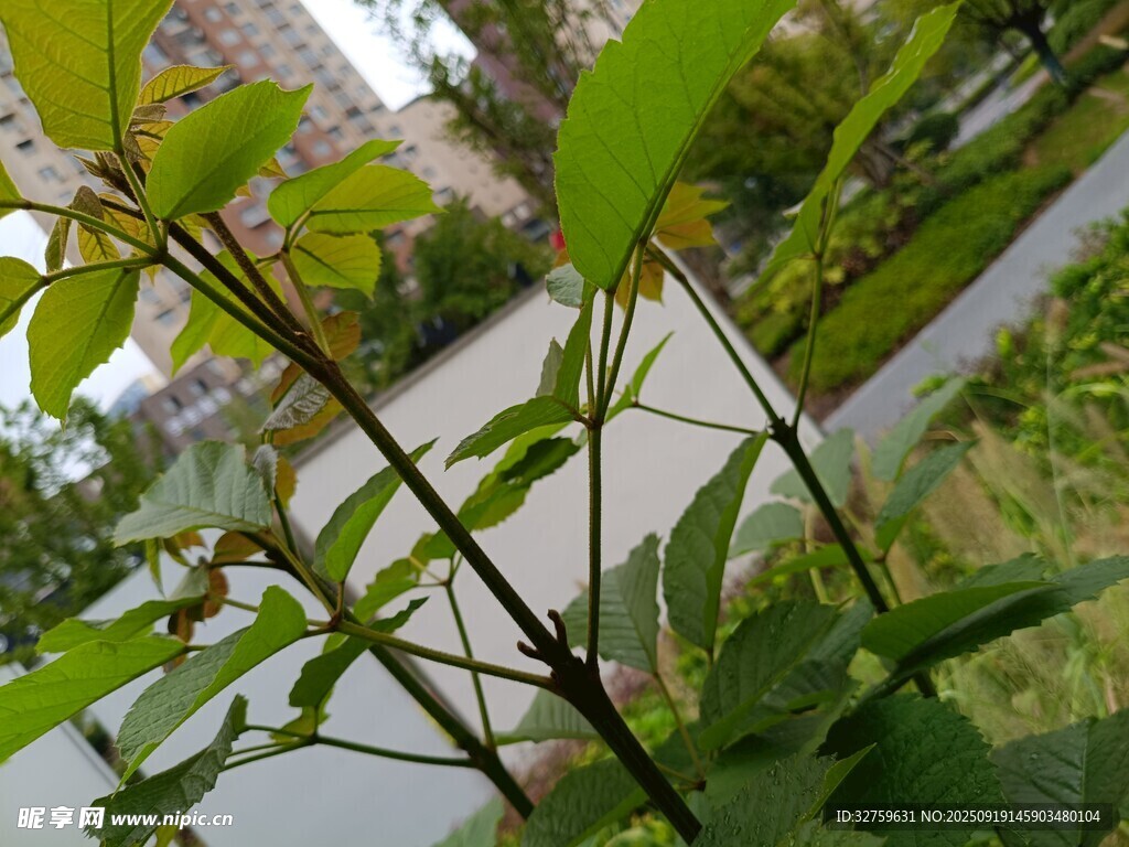 绿叶繁茂的植物枝干