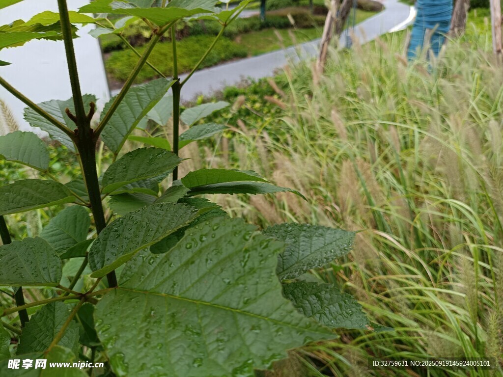 户外绿植景观