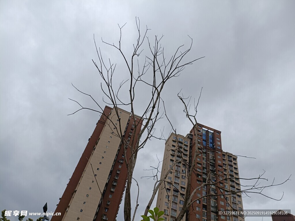 高楼旁枯树立于阴天