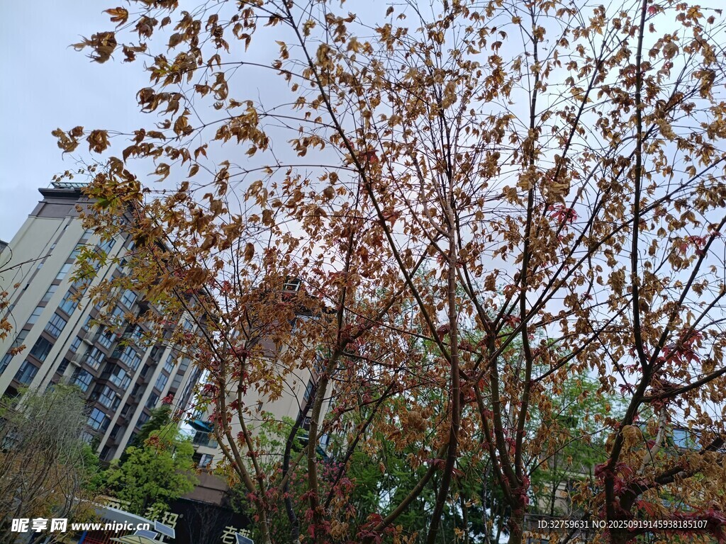 秋日繁花树木与建筑景观