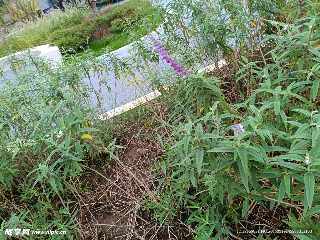 野外繁茂绿植景观