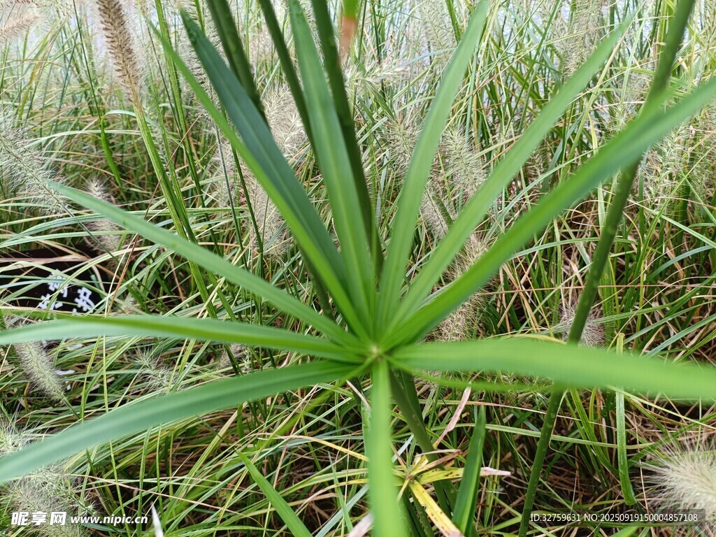 绿色水生植物特写