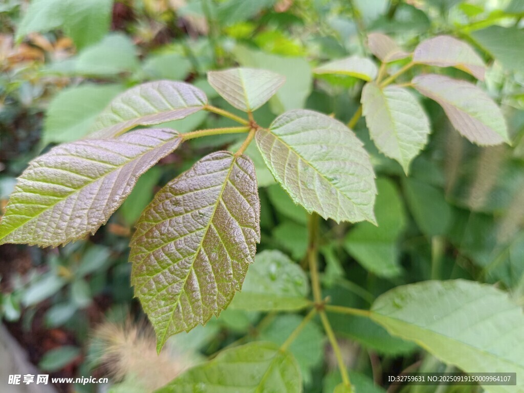 嫩绿带紫的植物叶片特写