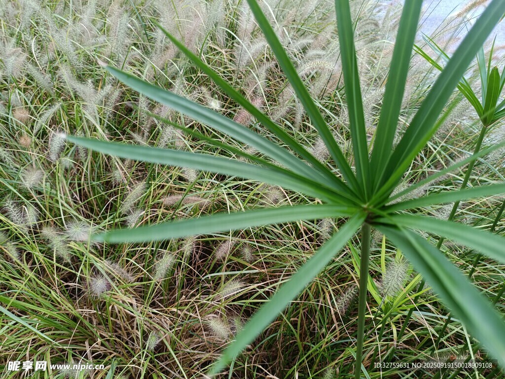 野外生长的独特绿色植物