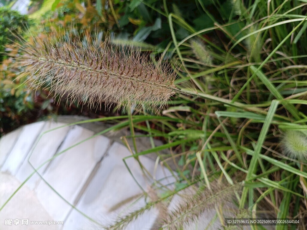 草丛中的毛茸茸植物