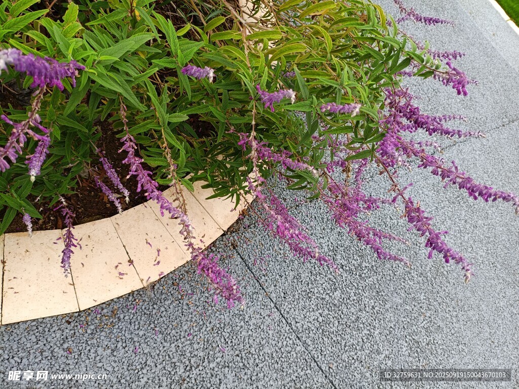 紫色穗状花卉盆栽景观