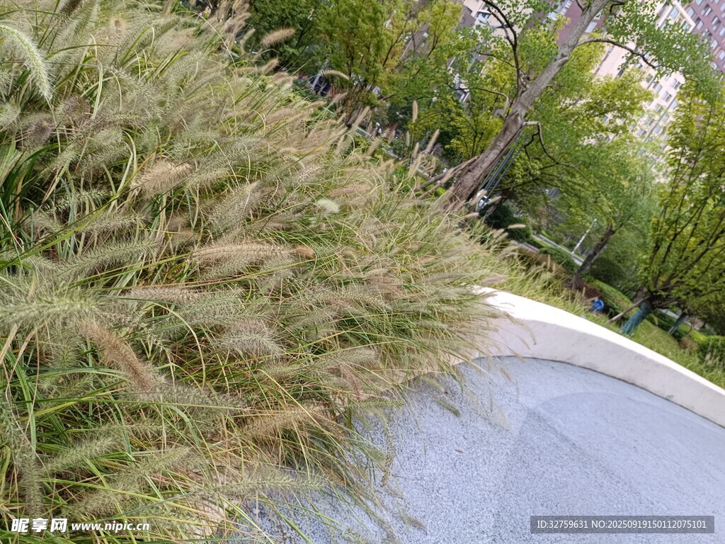 池塘边的茂盛芦苇