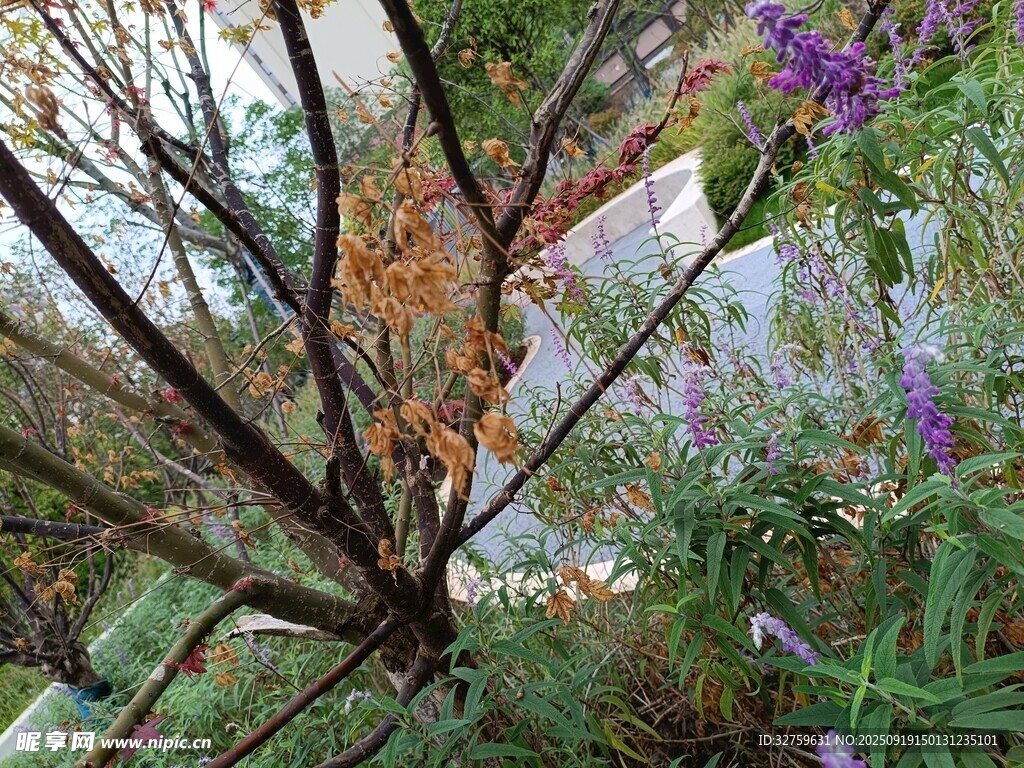 花园中的多彩植物景观