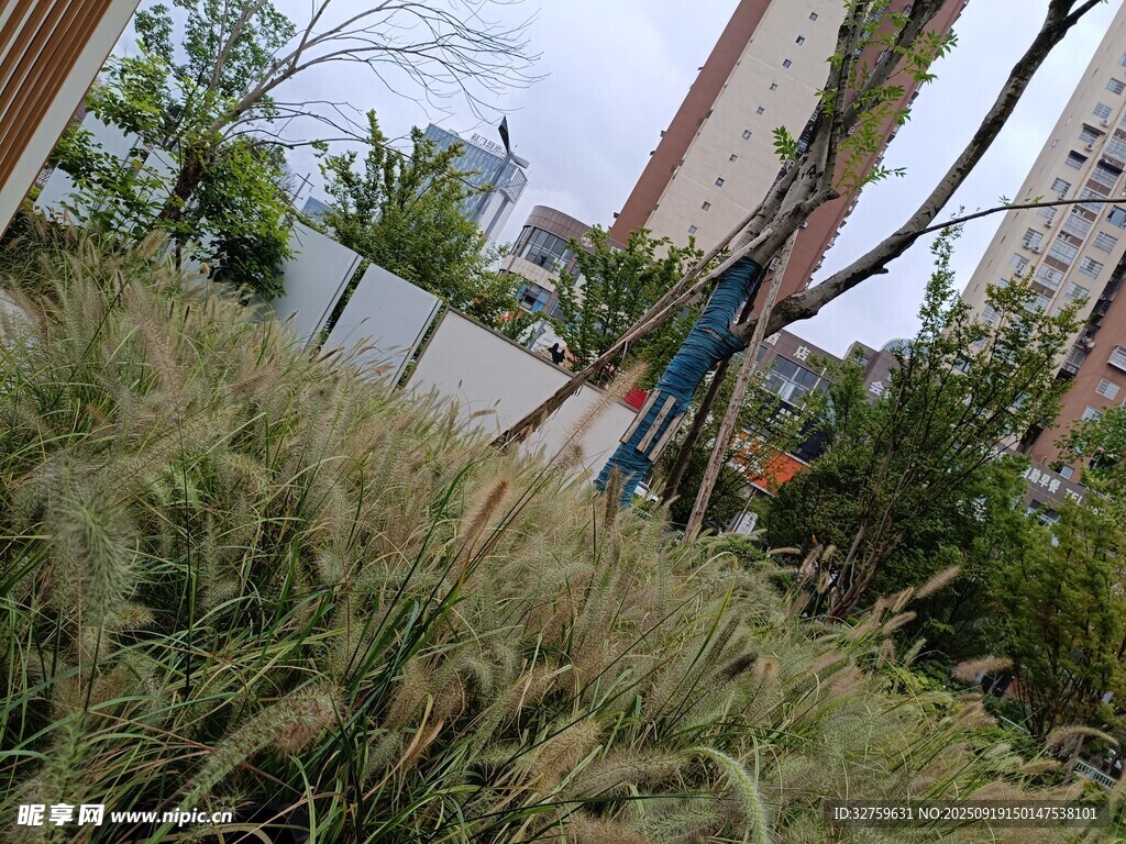 城市中茂盛的绿植景观