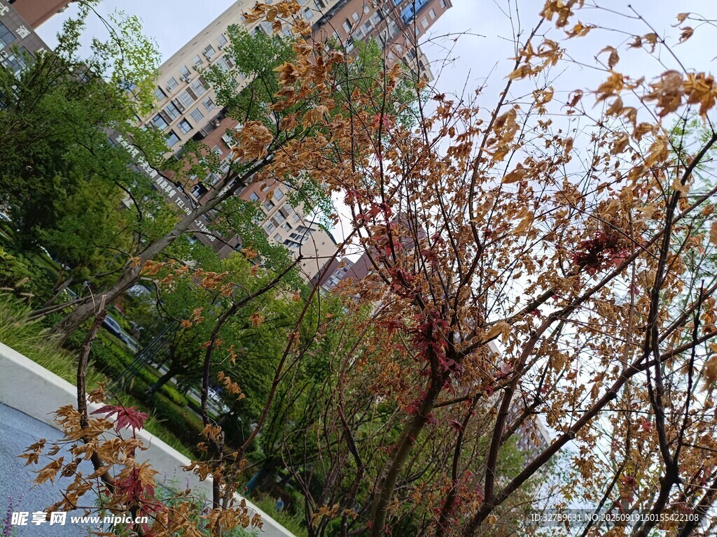 秋日街边斑斓树木景象