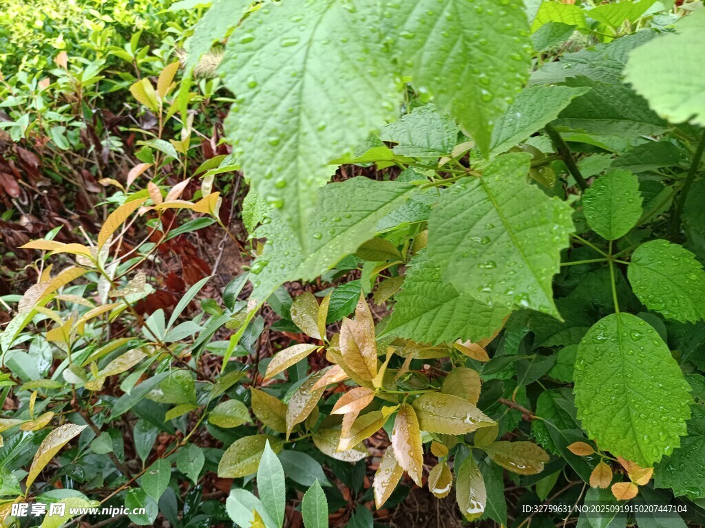 多彩植物叶片特写
