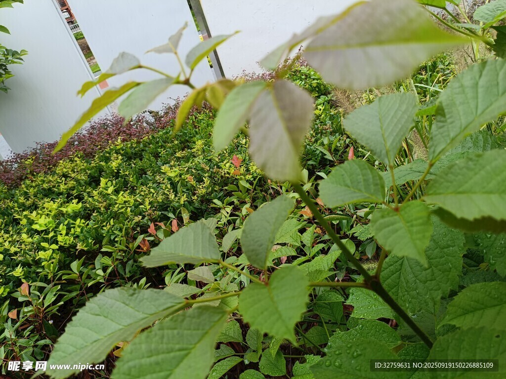 绿叶植物特写