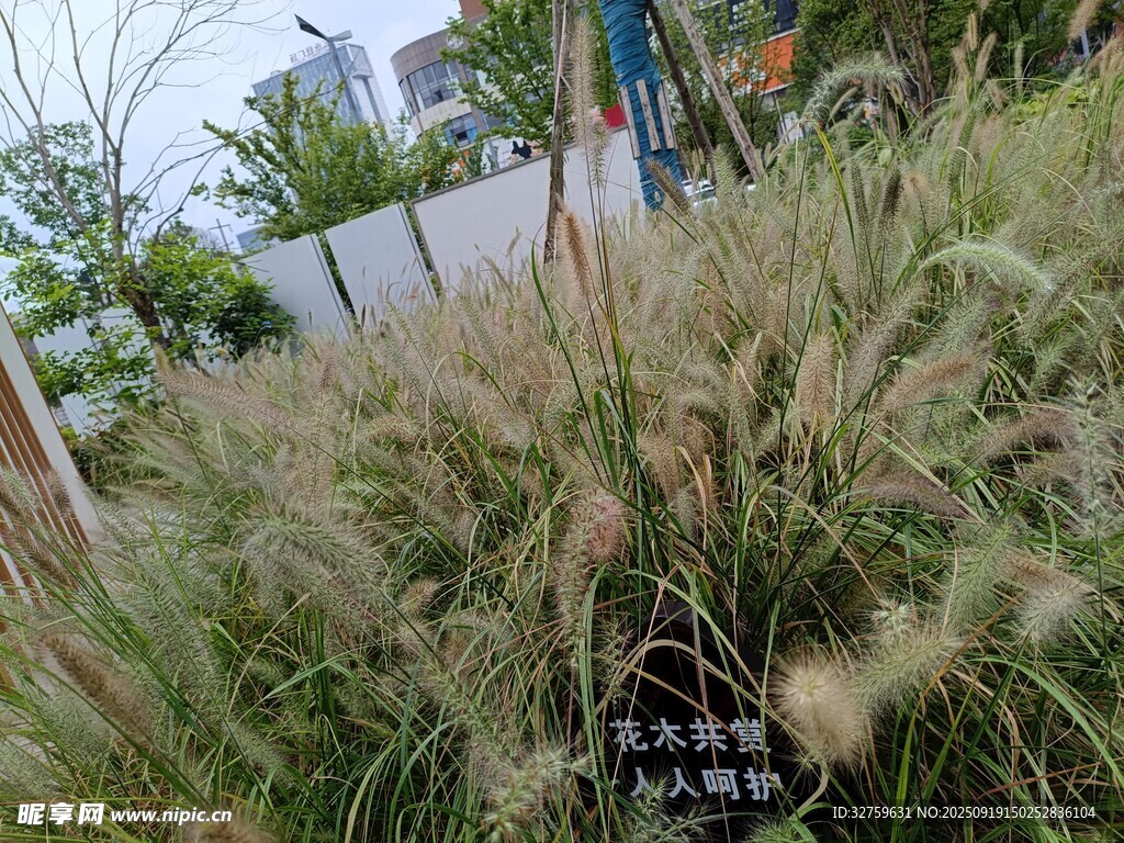 观赏草景观