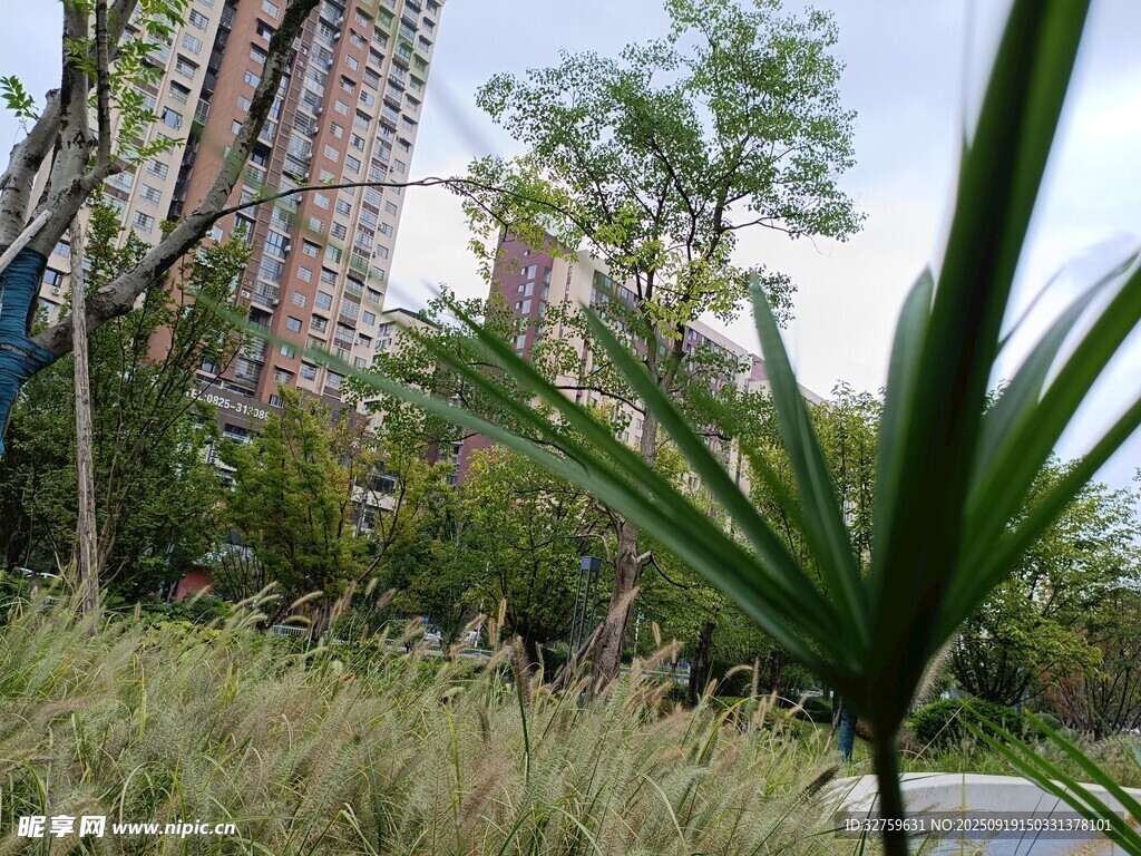 城市中的绿植景观
