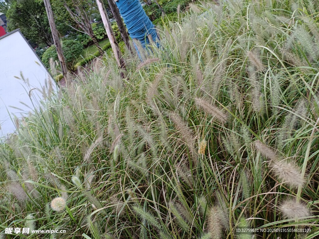 摇曳的观赏草