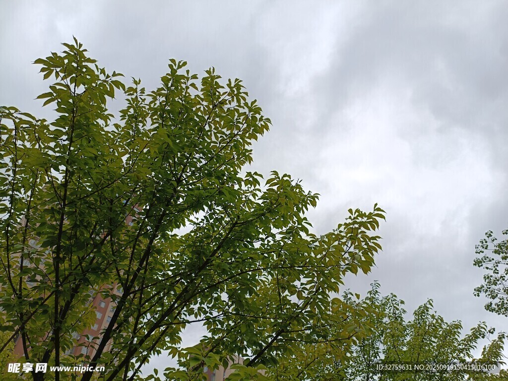 绿树映灰天的自然景致