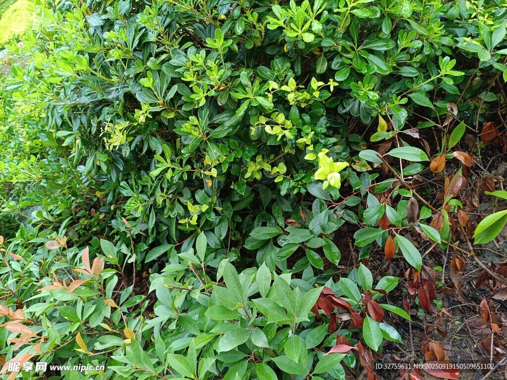 繁茂绿植景观