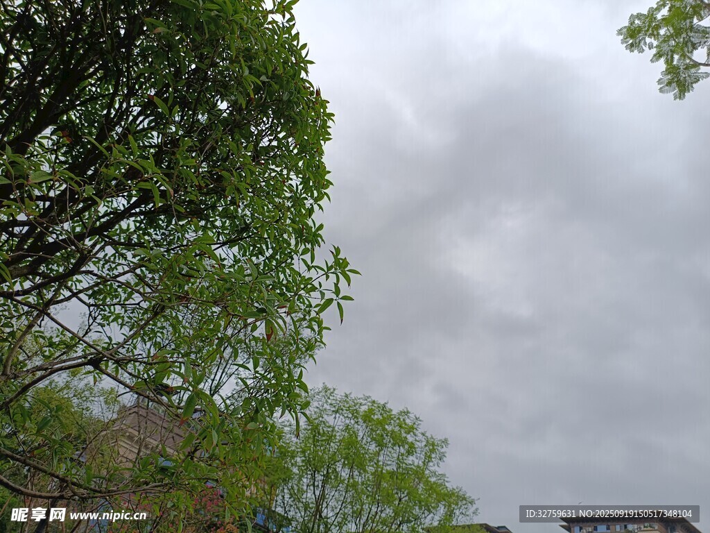 阴天中的绿树与建筑