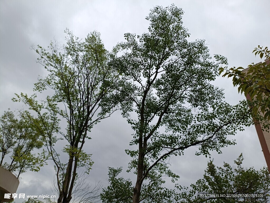雨中挺立的几棵绿树