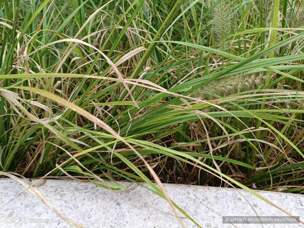 路边嫩绿繁茂的草丛