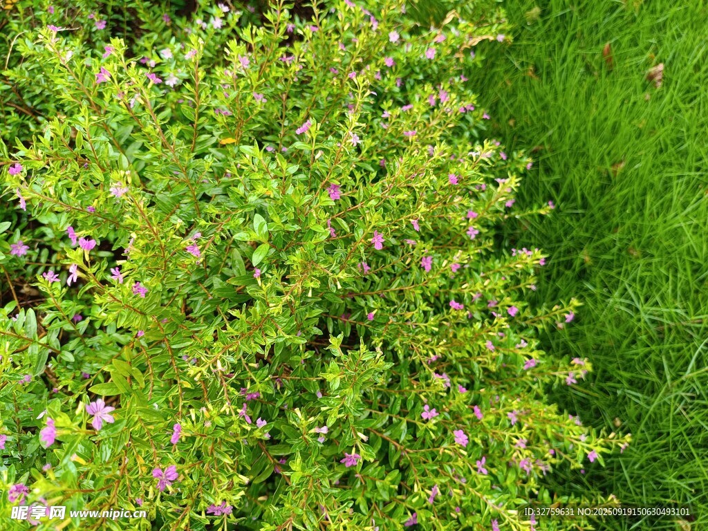 翠绿植物间点缀紫色小花