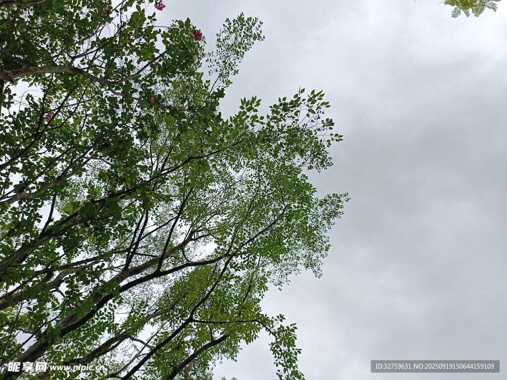 仰视绿树与灰蒙天空