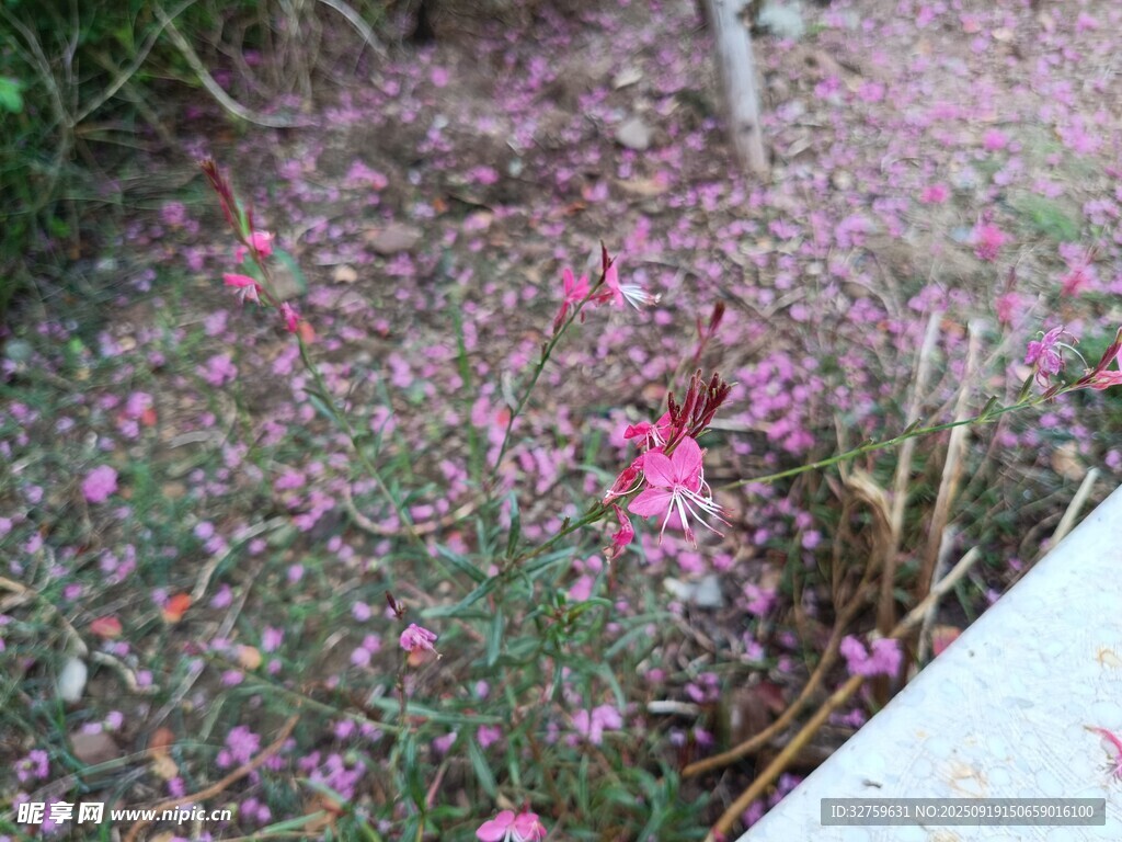 地面散落的粉色花瓣景象