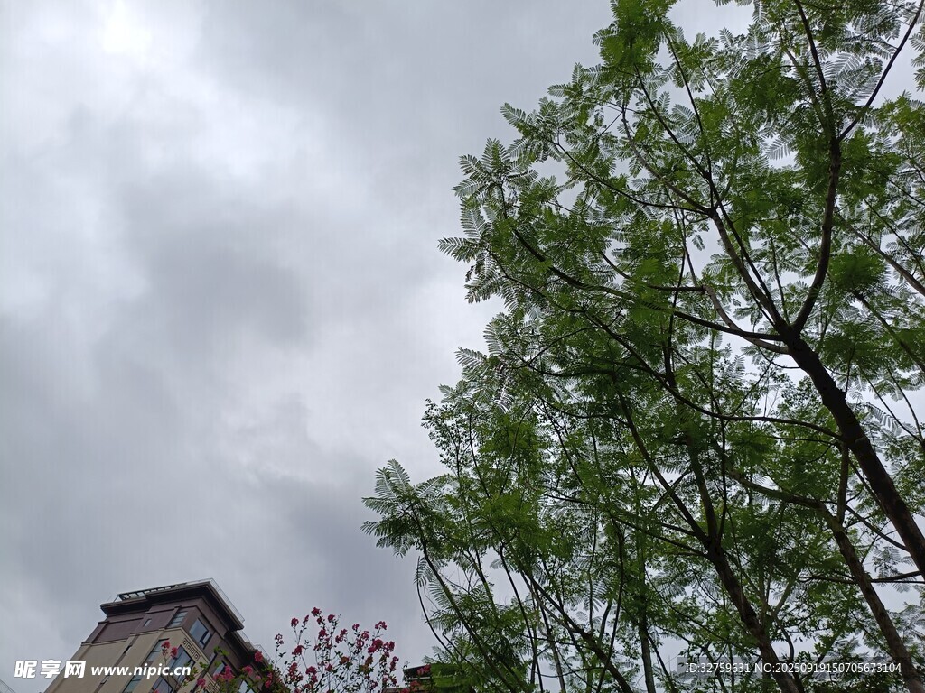 阴天中的树木与建筑物