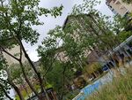城市中绿树环绕的建筑景观