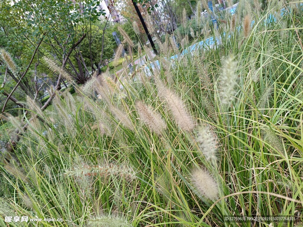 摇曳的蒲苇草丛