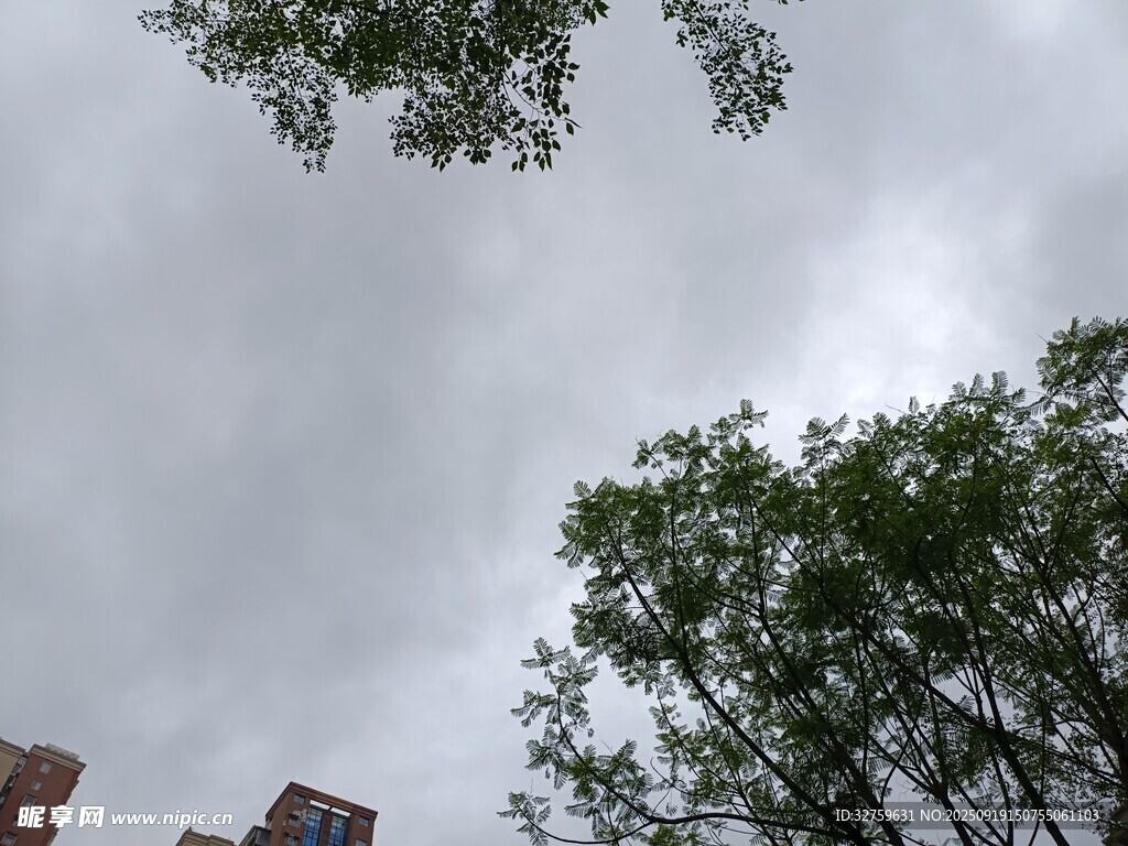 仰视天空下的树木与建筑