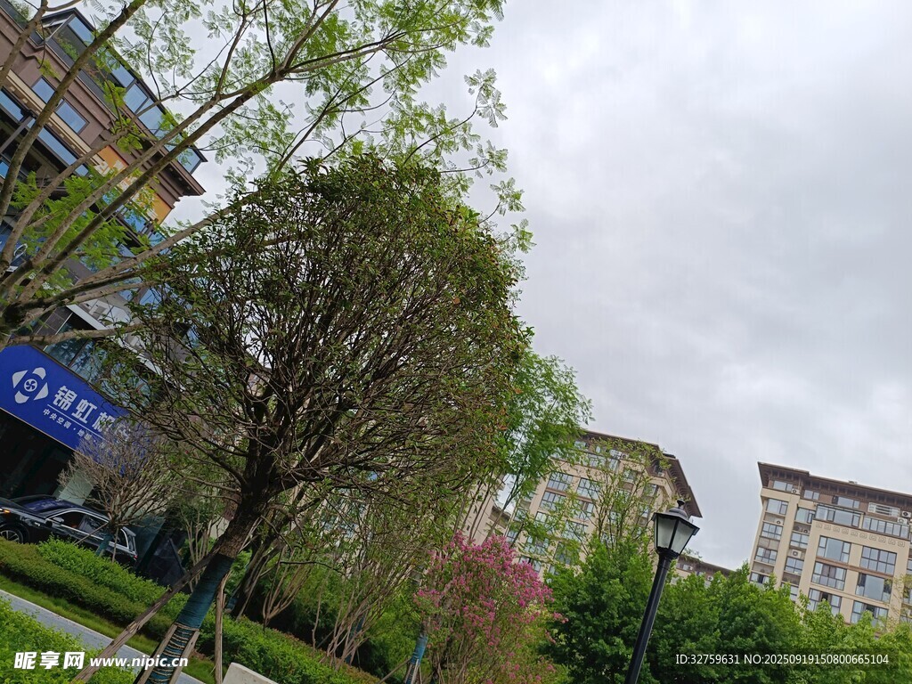 城市街边绿树与建筑景观