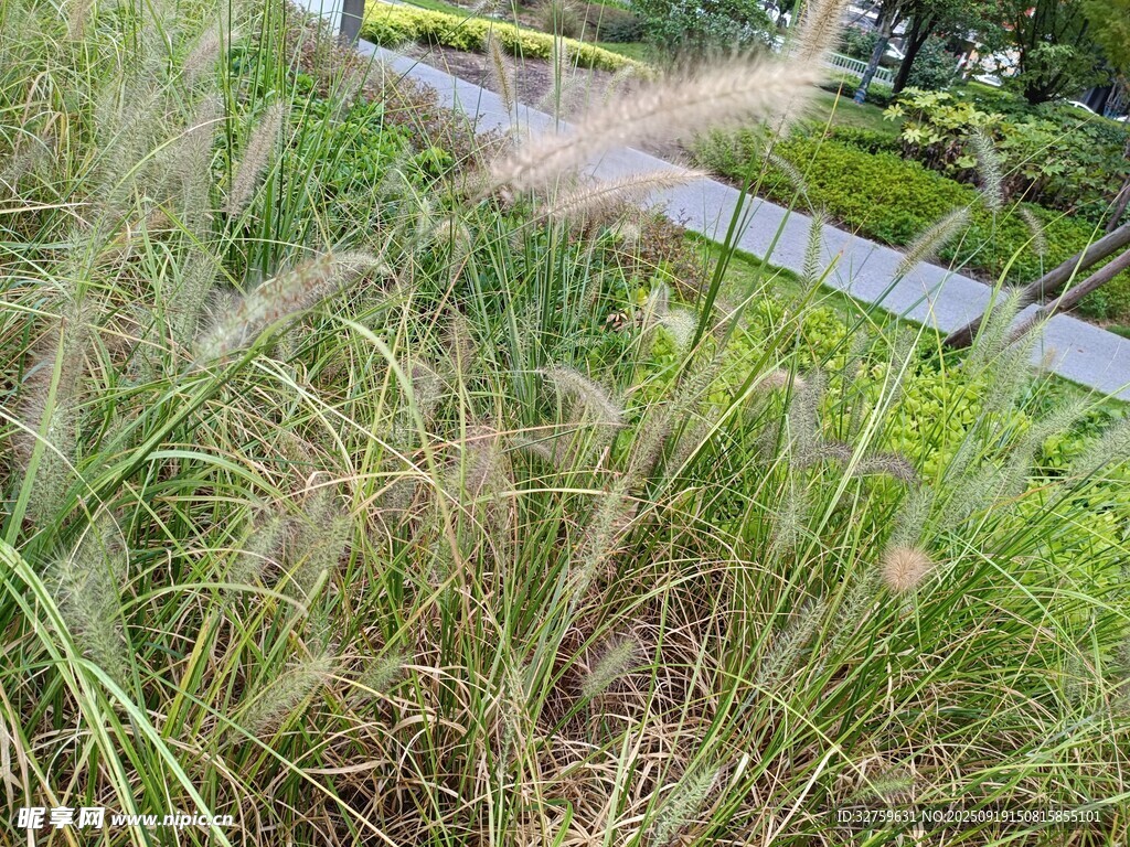 风中摇曳的蓬勃狗尾草