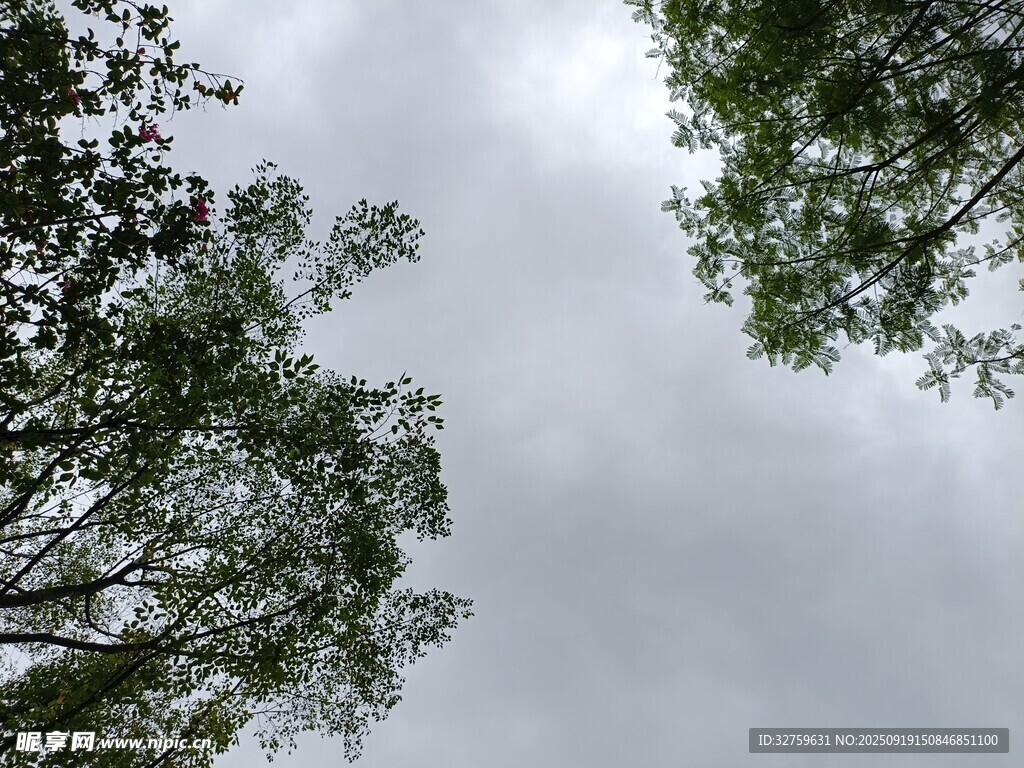 仰视绿树与灰蒙天空