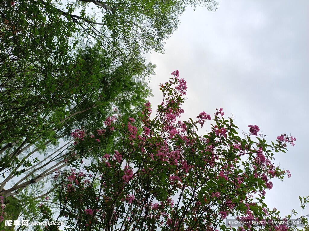 繁花绿树间的天空景致