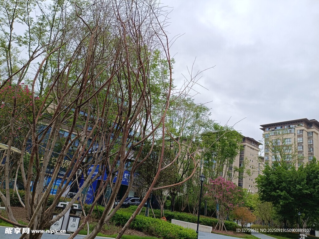 城市街边的绿植与建筑景观
