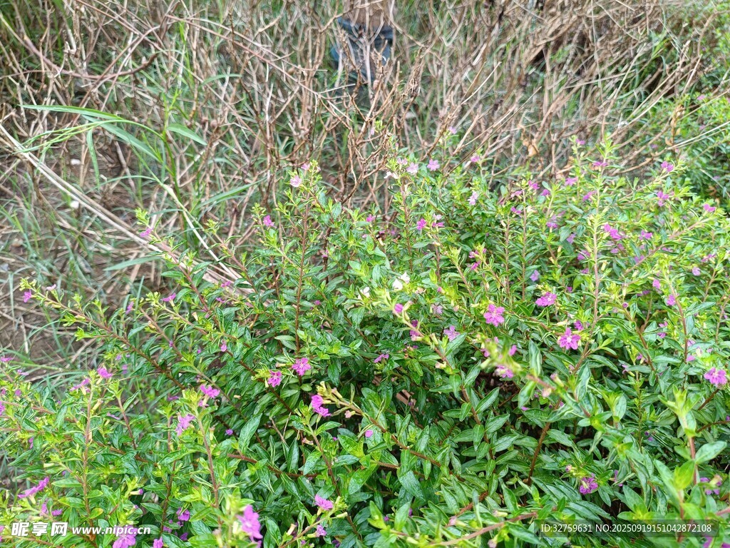 野外繁茂绿植与紫色小花